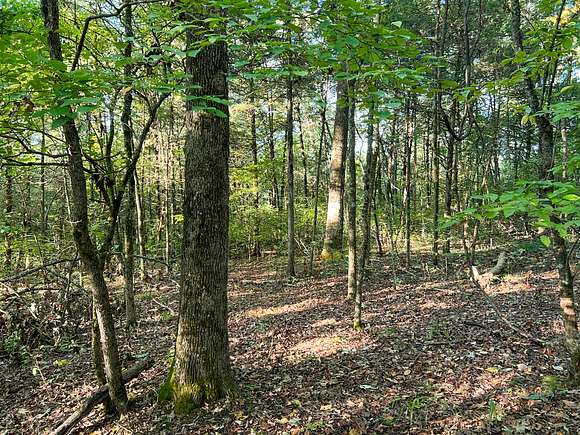 81 Acres of Recreational Land for Sale in Forsyth, Missouri