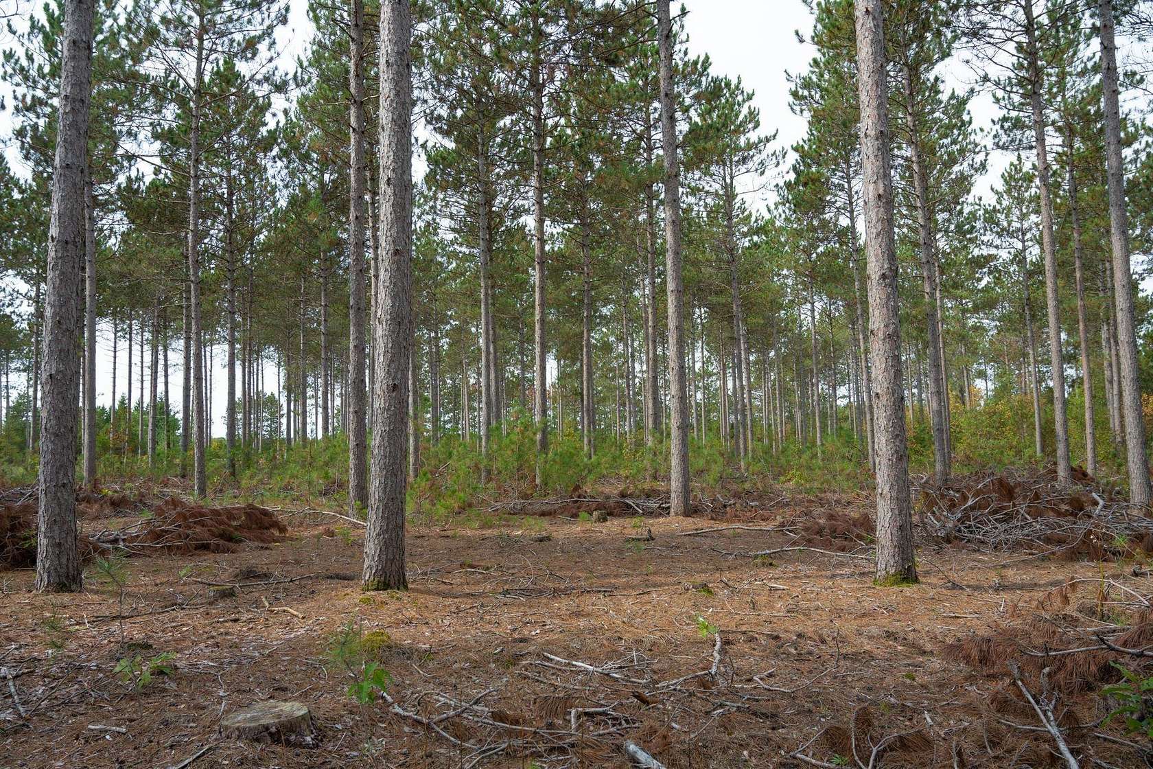 2.27 Acres of Residential Land for Sale in Nekoosa, Wisconsin