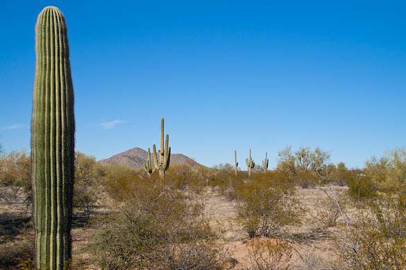 2.5 Acres of Residential Land for Sale in Marana, Arizona