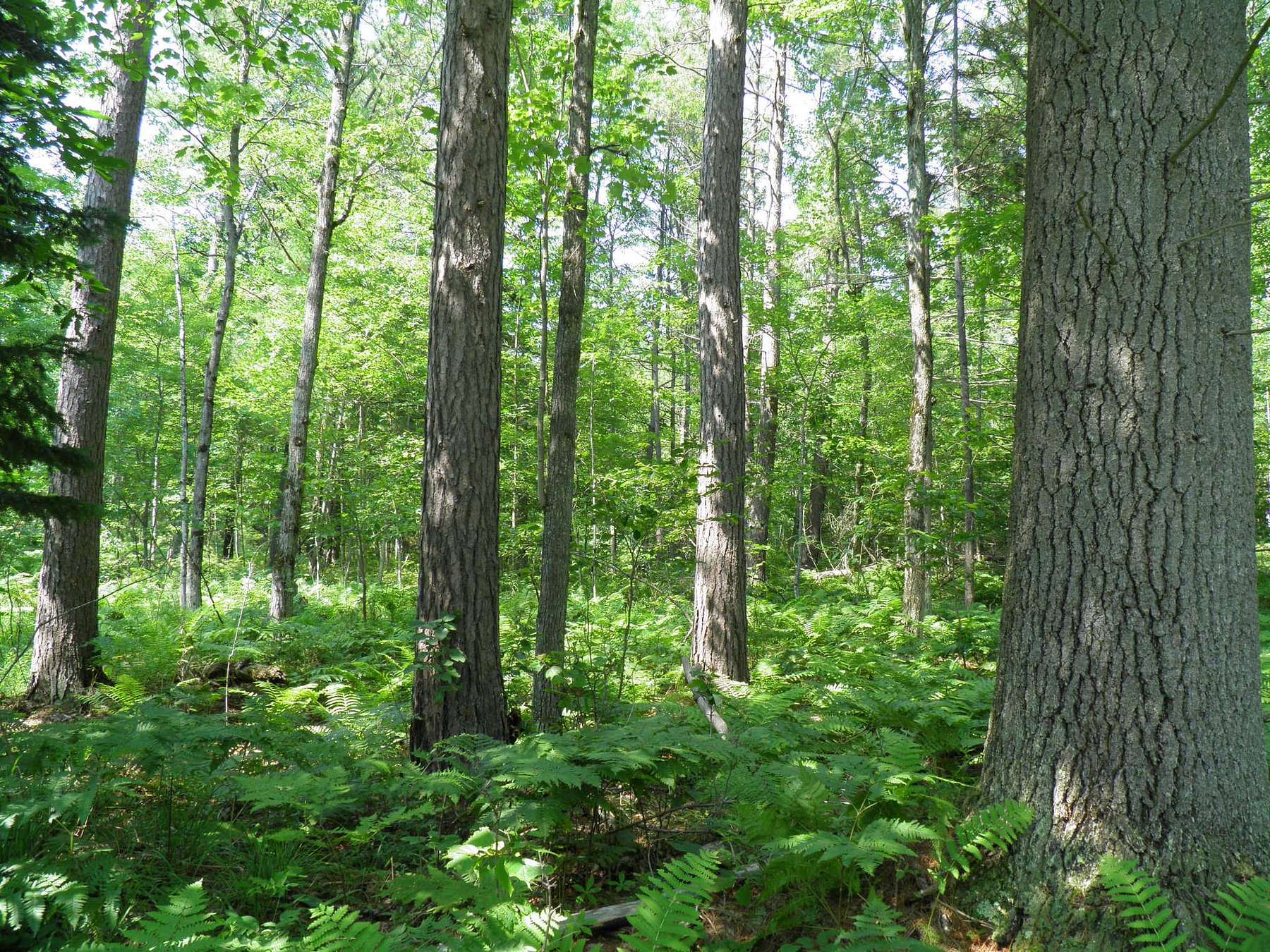 736 Acres of Recreational Land for Sale in Black Brook, New York