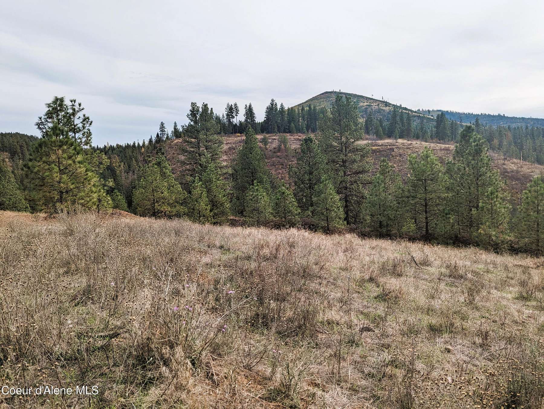 13.3 Acres of Land for Sale in St. Maries, Idaho