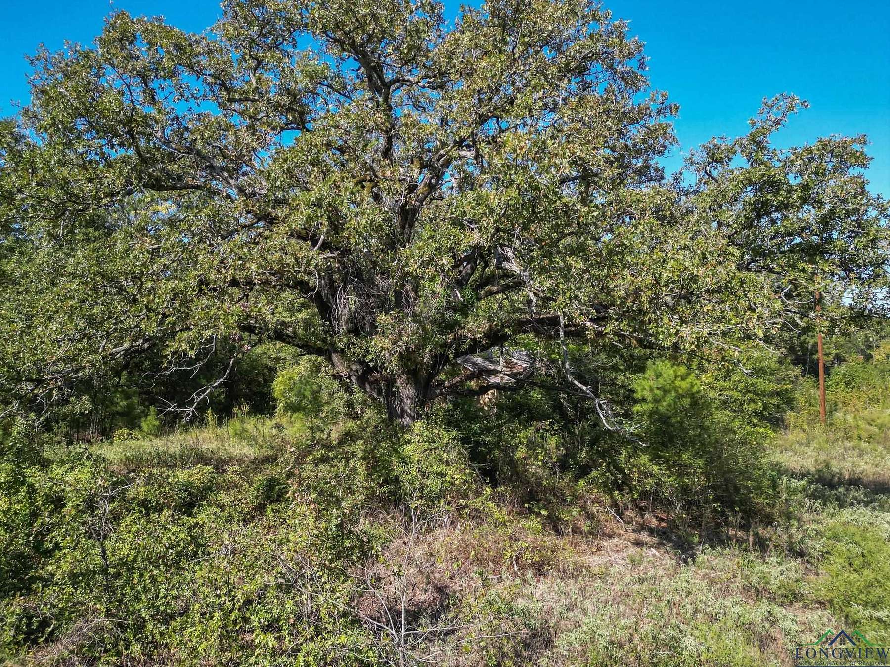 129.5 Acres of Land for Sale in Gilmer, Texas