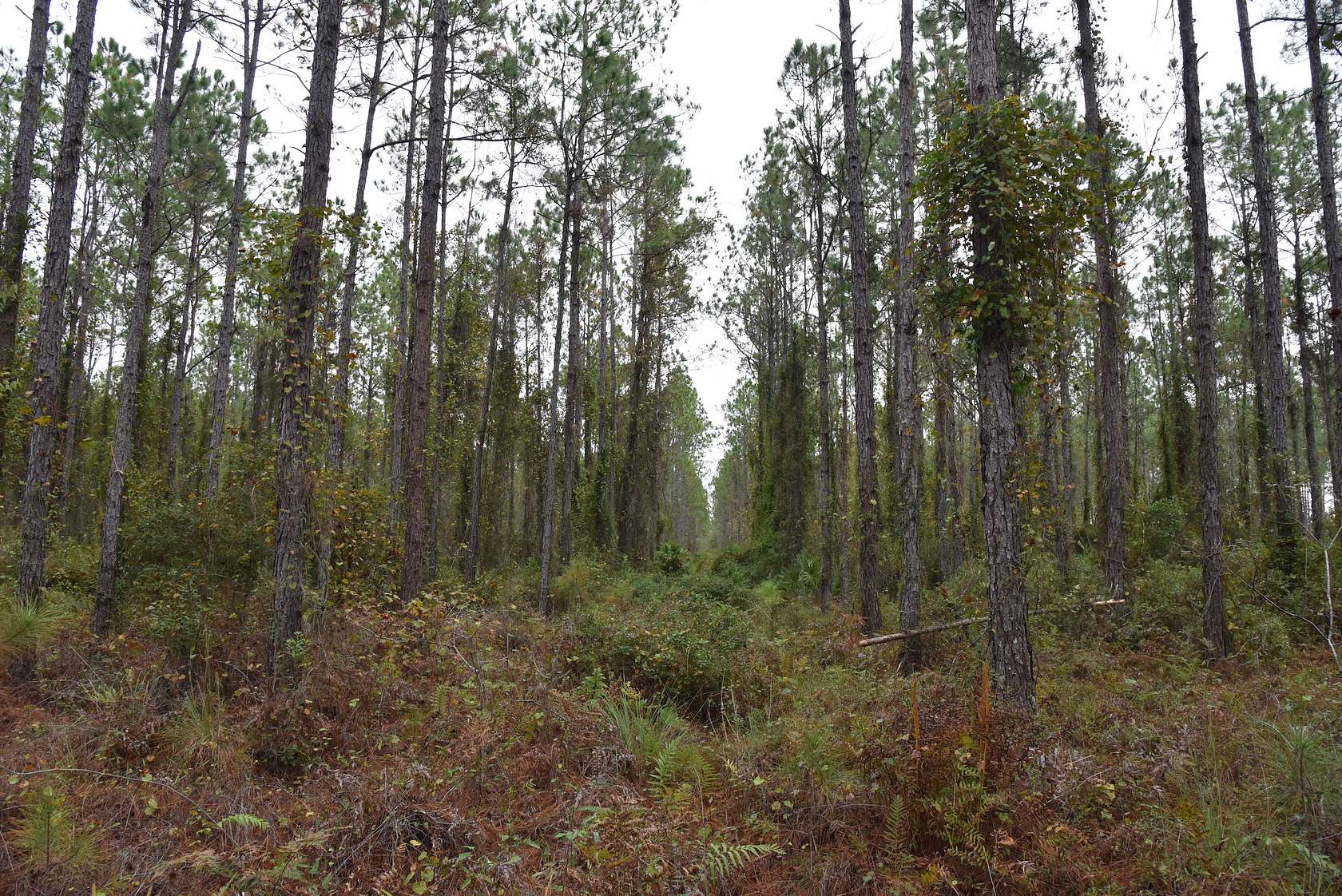 66.4 Acres of Recreational Land for Sale in Bunnell, Florida