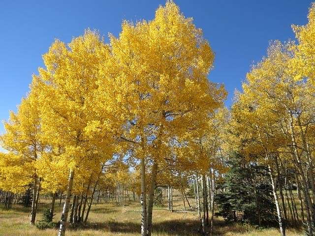 2.4 Acres of Residential Land for Sale in Angel Fire, New Mexico