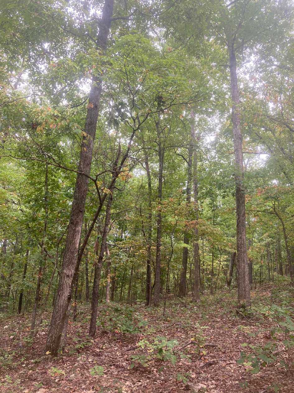 0.11 Acres of Residential Land for Sale in Williford, Arkansas LandSearch