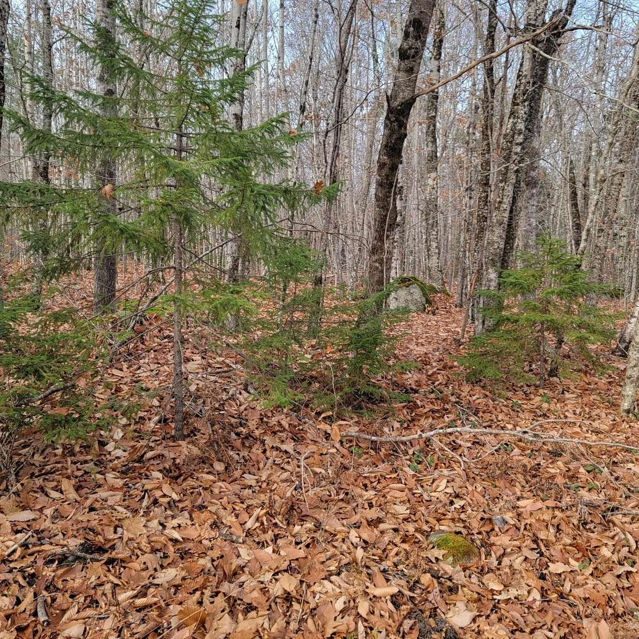 10 Acres of Residential Land for Sale in Deblois, Maine