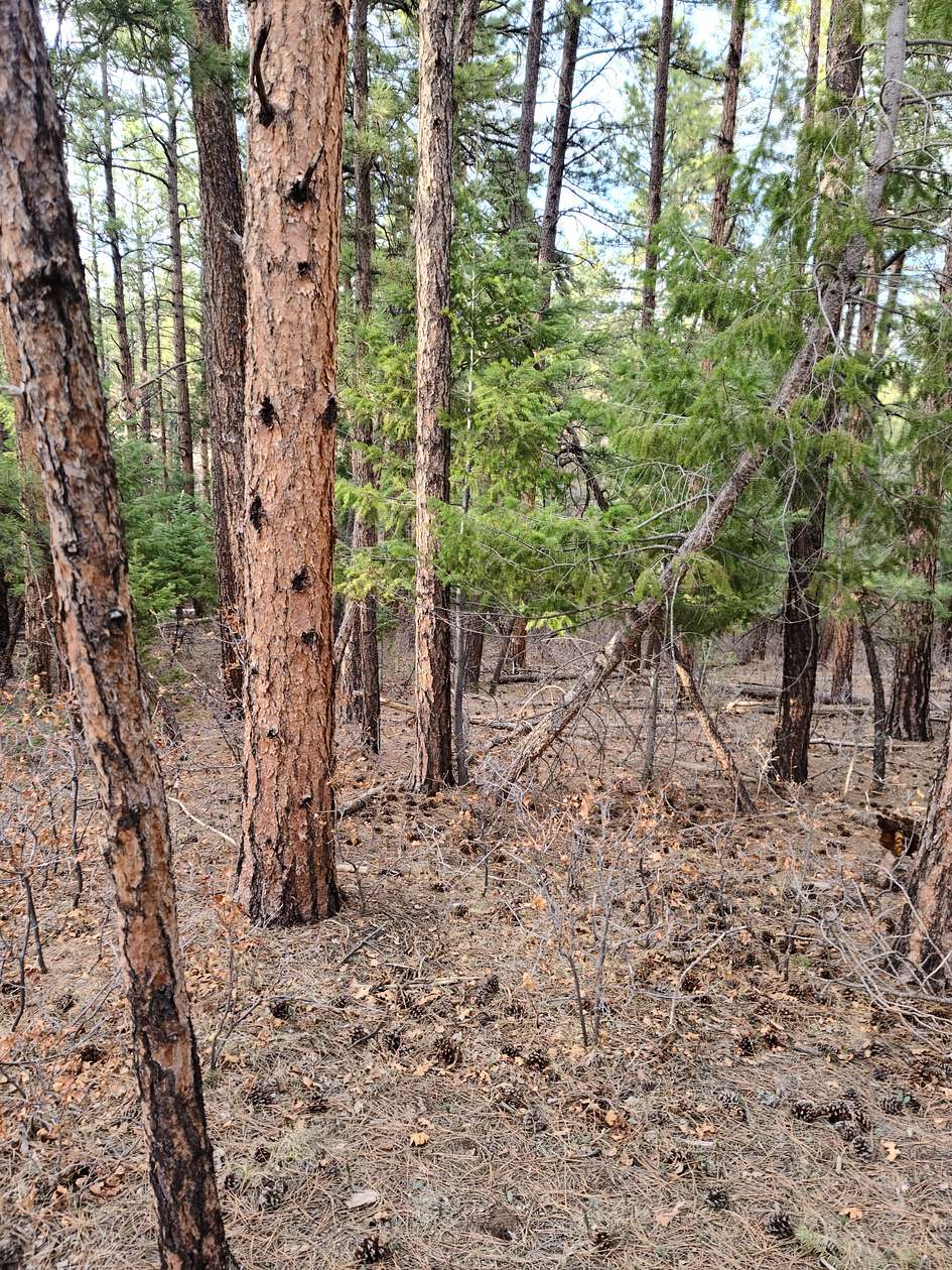 1 Acre of Residential Land for Sale in Larkspur, Colorado