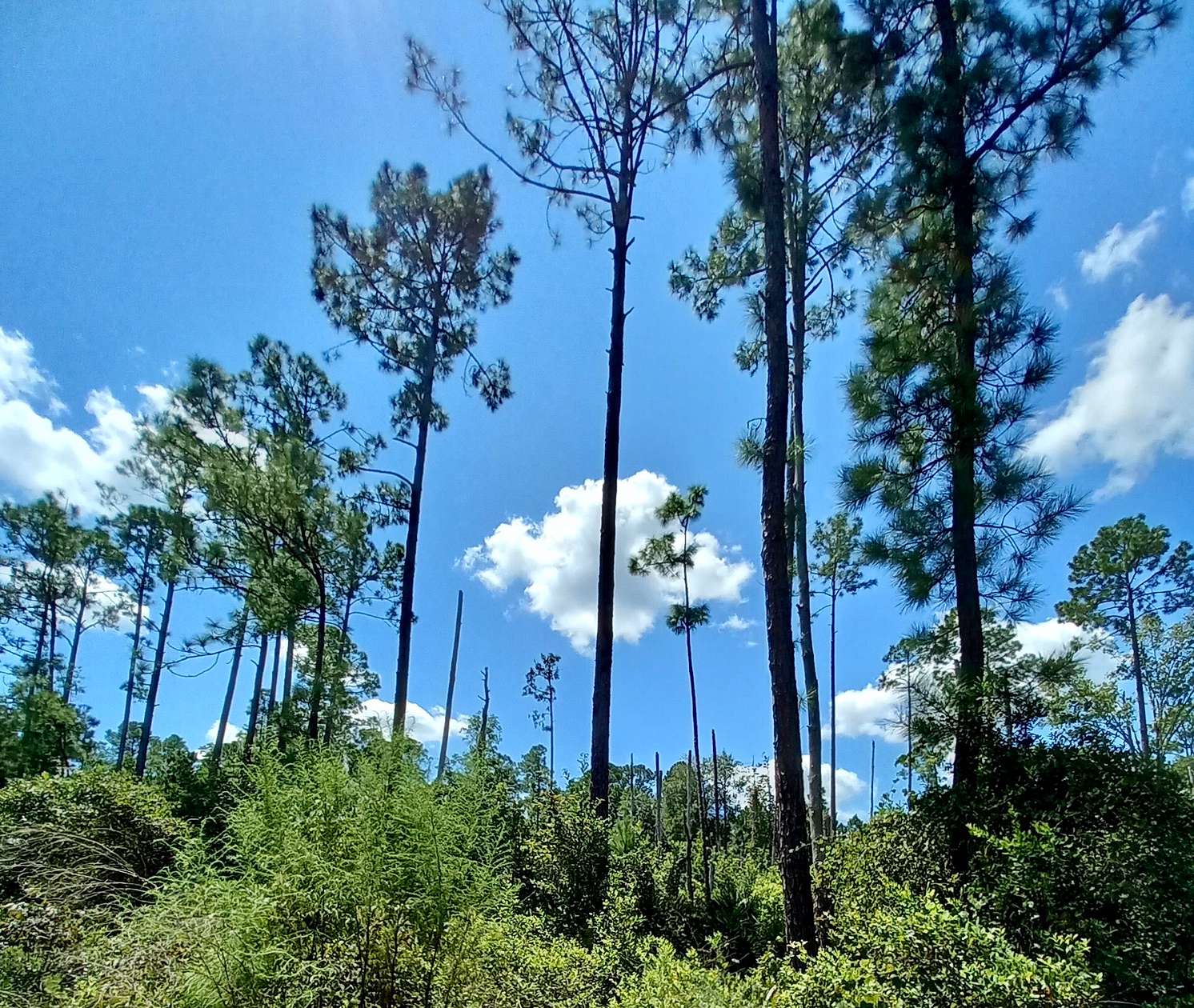 0.26 Acres of Residential Land for Sale in Satsuma, Florida