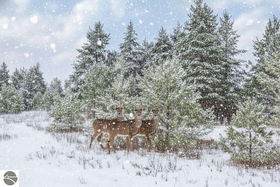 6.75 Acres of Residential Land for Sale in Buckley, Michigan