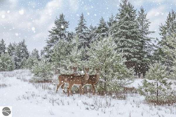 6.75 Acres of Residential Land for Sale in Buckley, Michigan