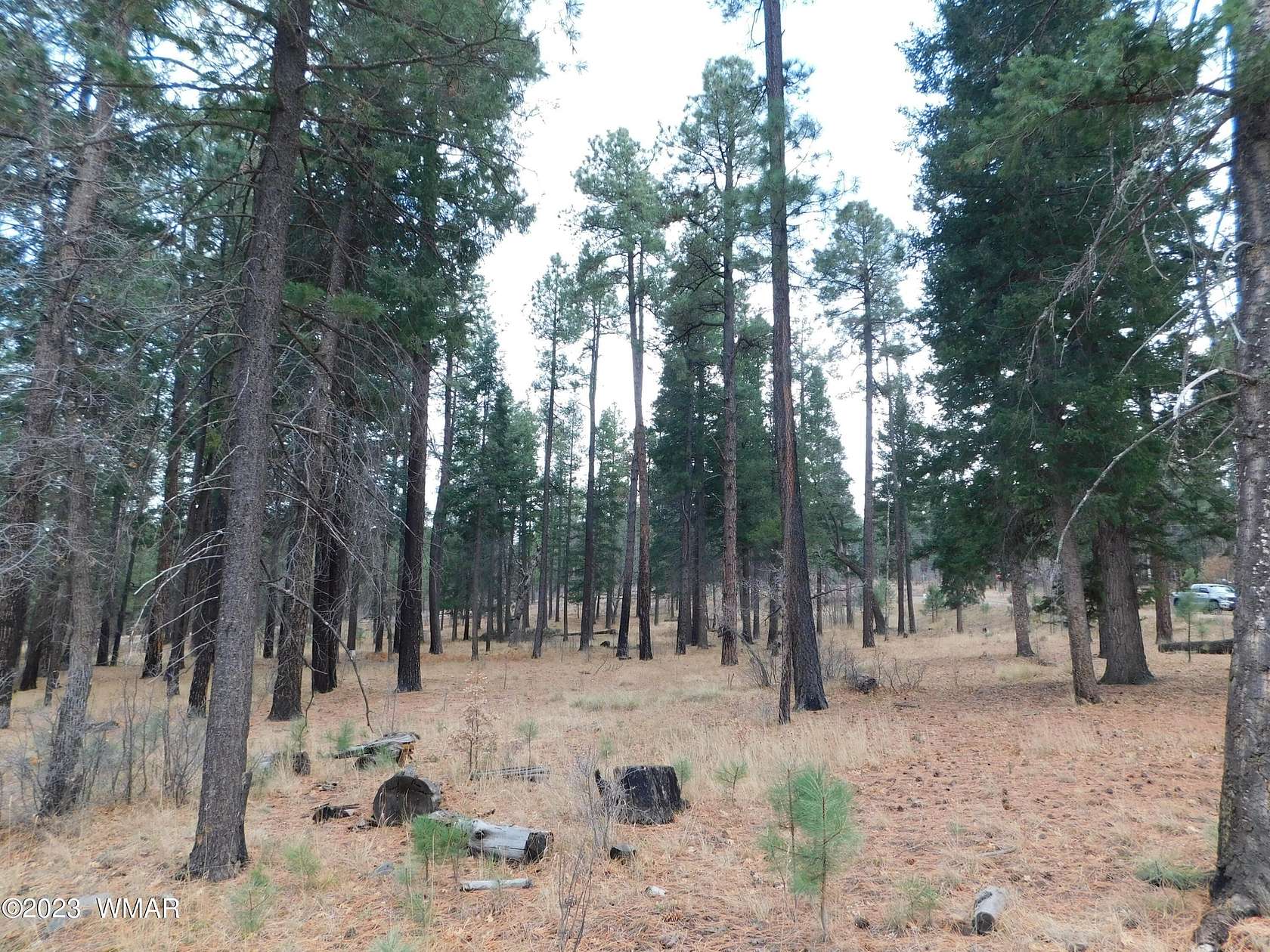 0.49 Acres of Residential Land for Sale in Alpine, Arizona