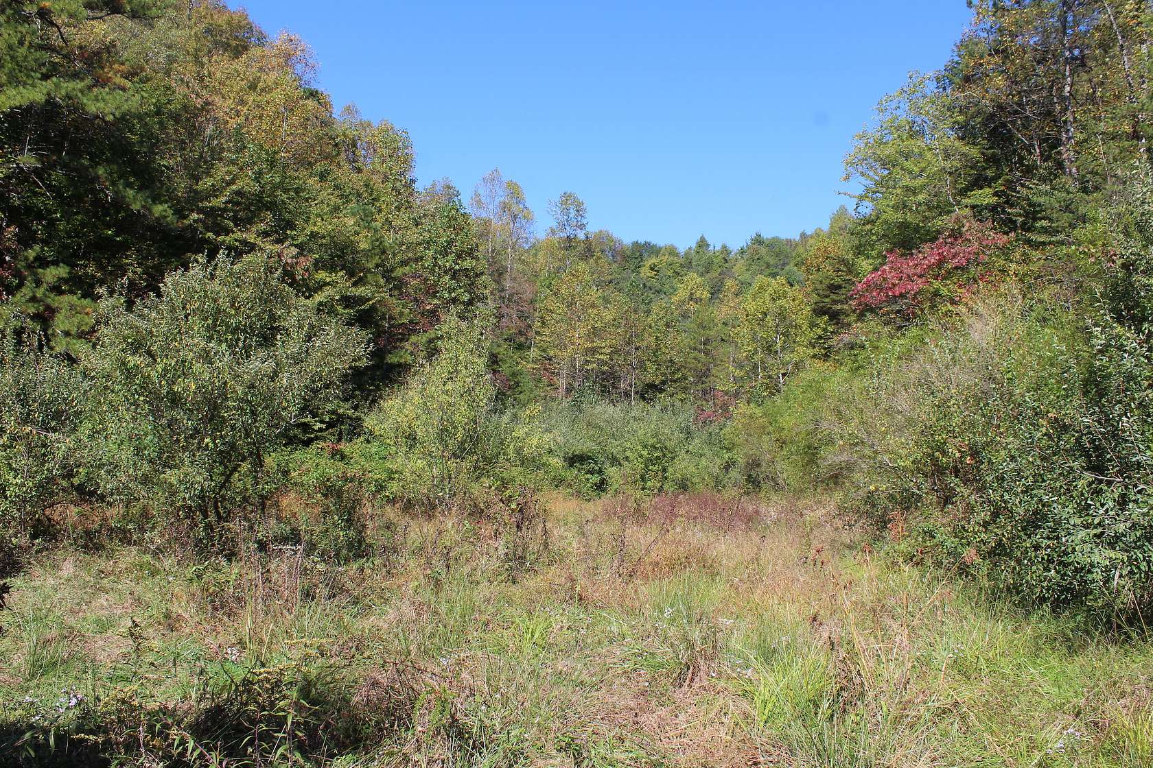 46 Acres of Recreational Land for Sale in Sextons Creek, Kentucky
