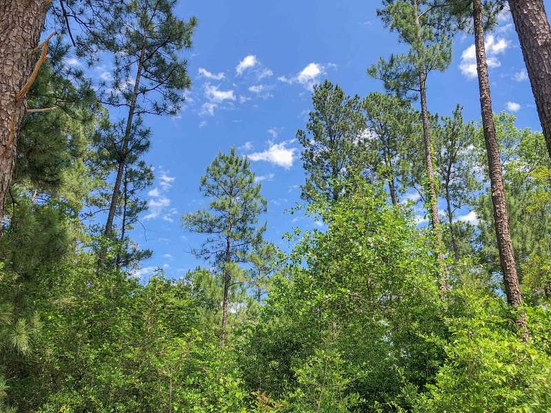 388 Acres of Improved Land for Sale in Huntsville, Texas