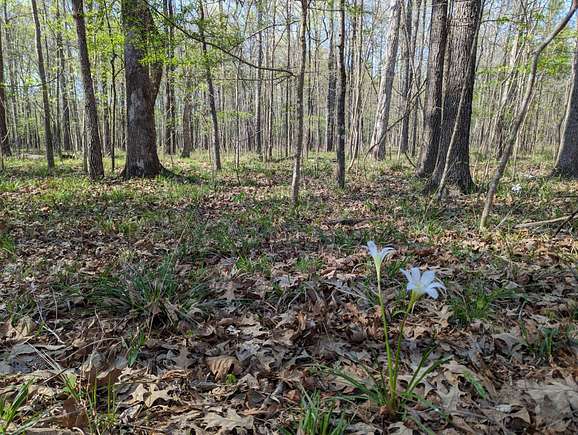 3 Acres of Land for Sale in Cecil, Alabama