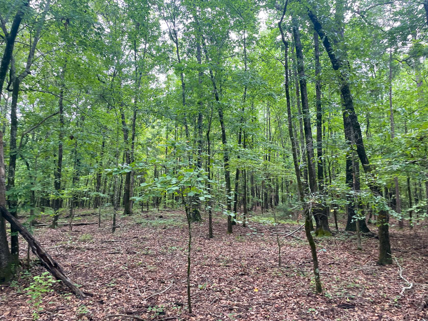 20 Acres of Recreational Land & Farm for Sale in Waverly, Alabama