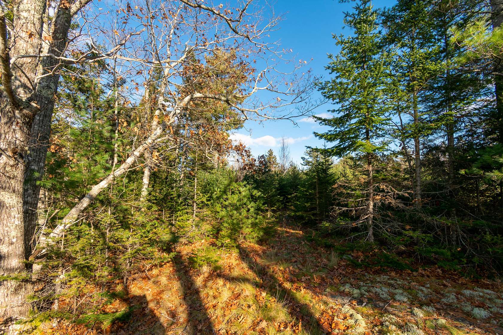 4.2 Acres of Residential Land for Sale in Bar Harbor, Maine