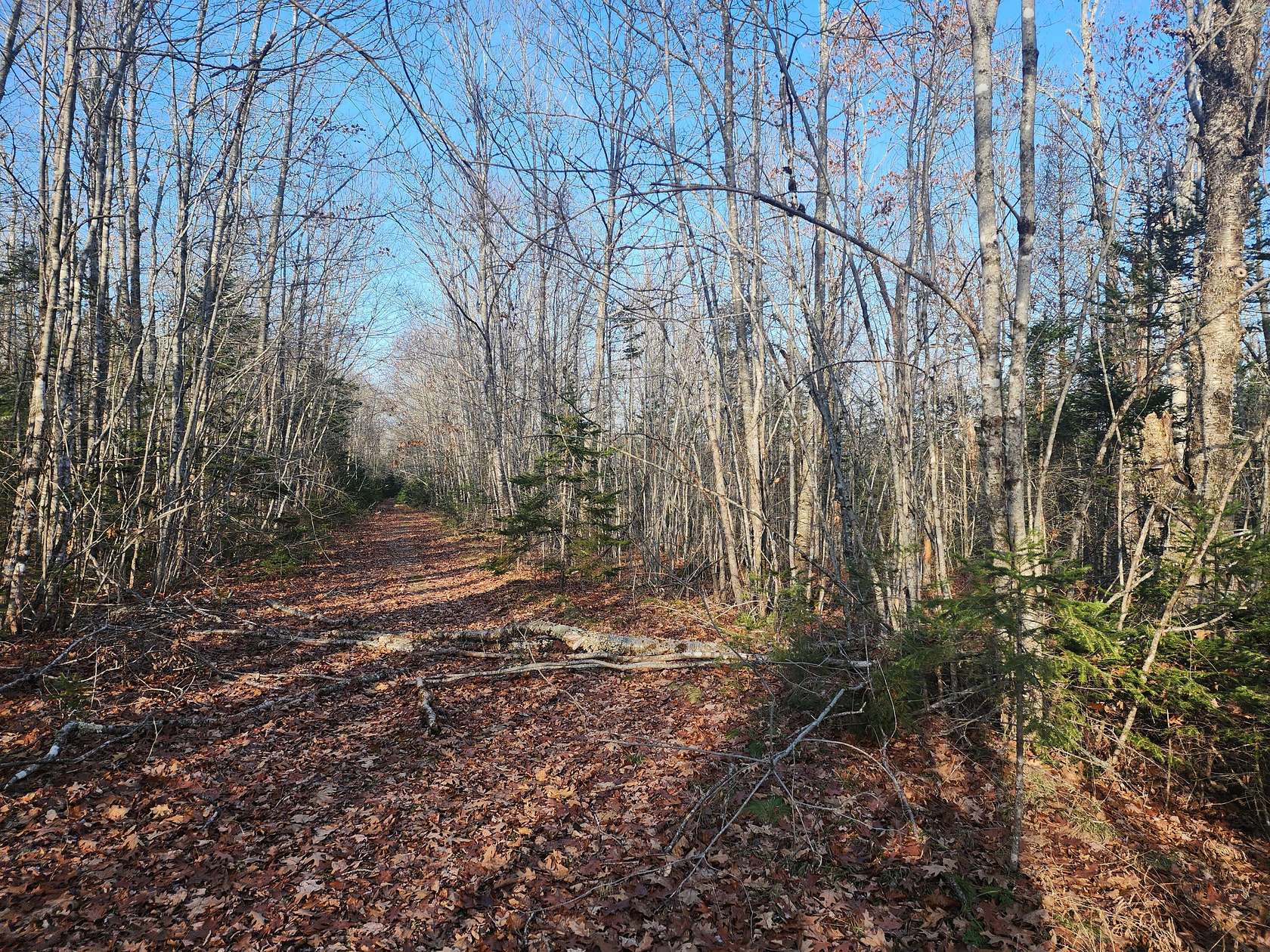 10 Acres of Land for Sale in Surry, Maine