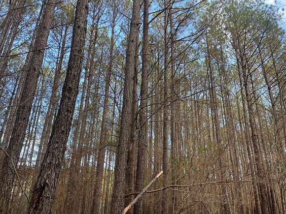 160 Acres of Recreational Land for Sale in Lynn, Alabama