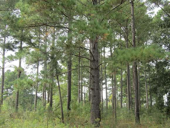 1.9 Acres of Residential Land for Sale in Fitzgerald, Georgia