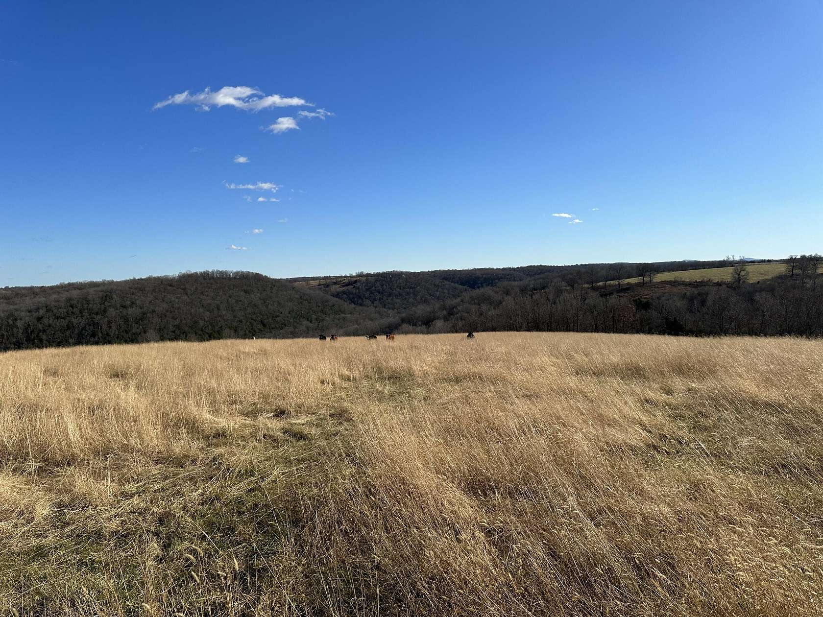 100 Acres of Recreational Land & Farm for Sale in Harrison, Arkansas