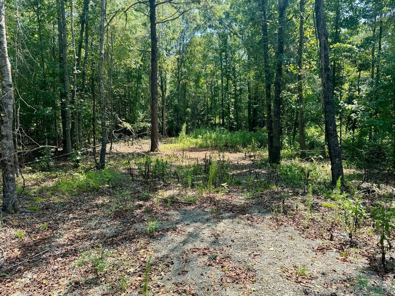 40.77 Acres of Recreational Land for Auction in Malvern, Arkansas