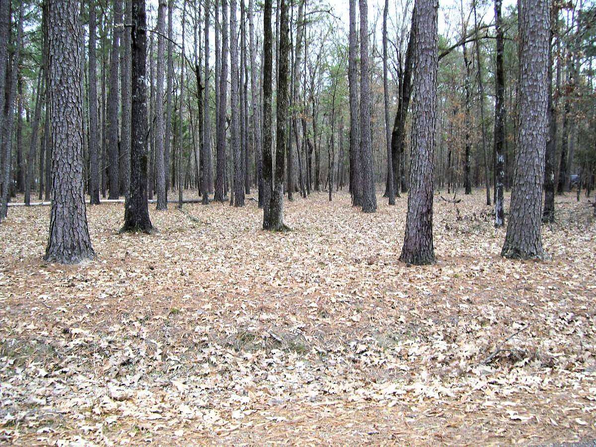 1.6 Acres of Land for Sale in Ashdown, Arkansas