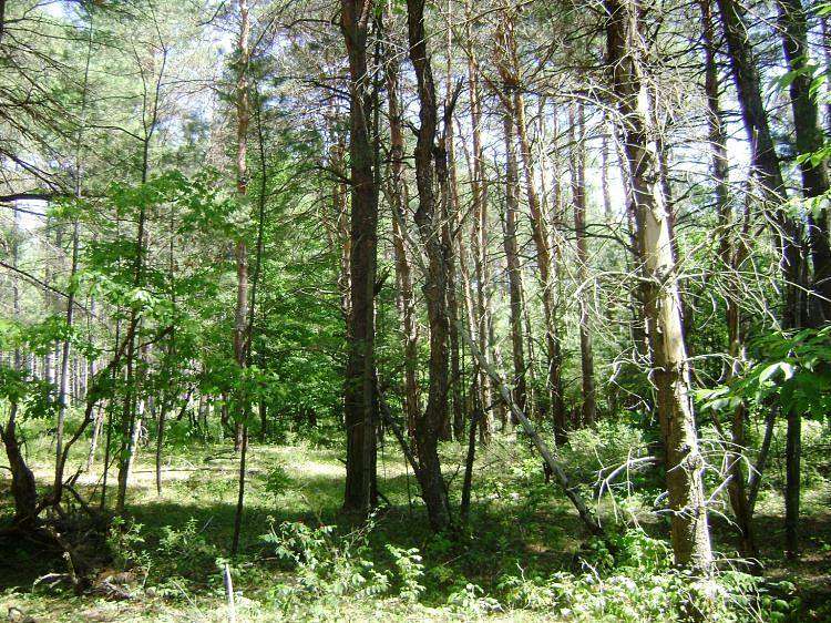 3.2 Acres of Land for Sale in Pitcairn, New York