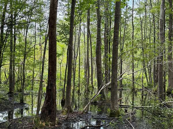 359 Acres of Recreational Land for Sale in Conway, South Carolina
