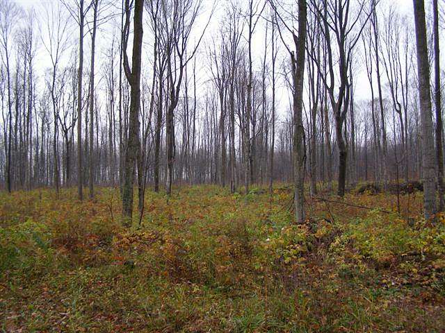0.6 Acres of Residential Land for Sale in Antrim, Michigan