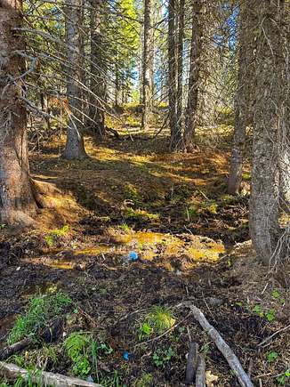 Land For Sale Tollgate Oregon