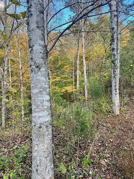 Land For Sale In Hiltons Va