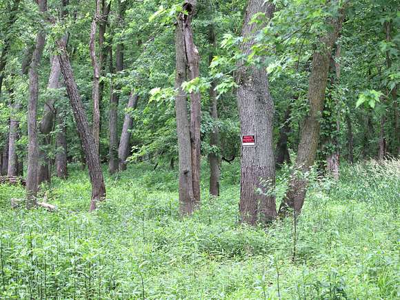 Woods Near Shoreline