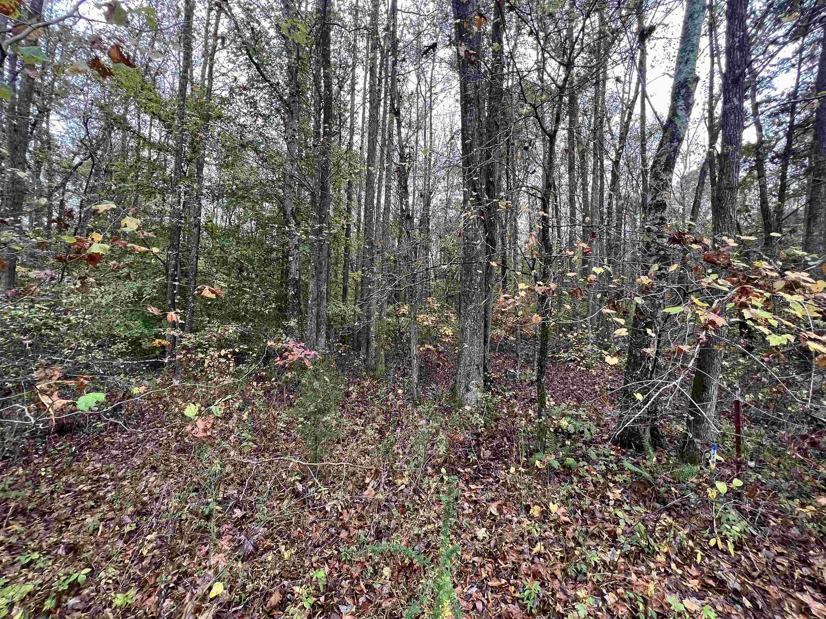 10.5 Acres of Land for Sale in Cedar Grove, Tennessee