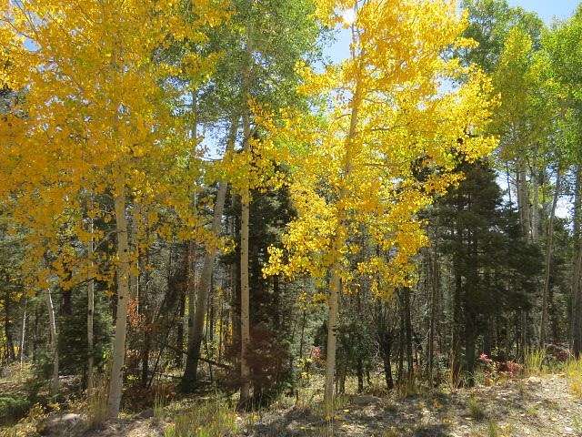 5.1 Acres of Residential Land for Sale in Angel Fire, New Mexico