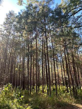 28 Acres of Recreational Land for Sale in Cairo, Georgia