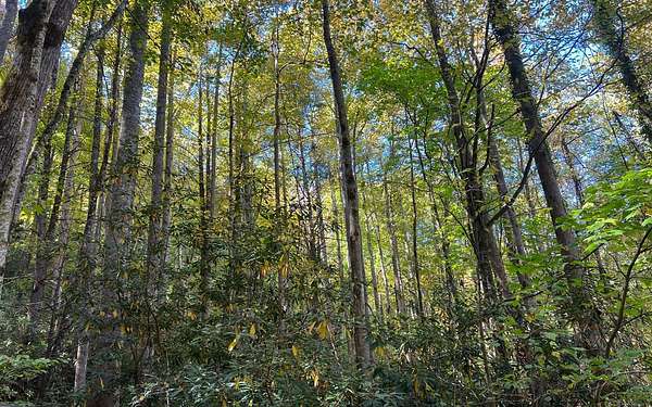 10 Acres of Land for Sale in Hayesville, North Carolina