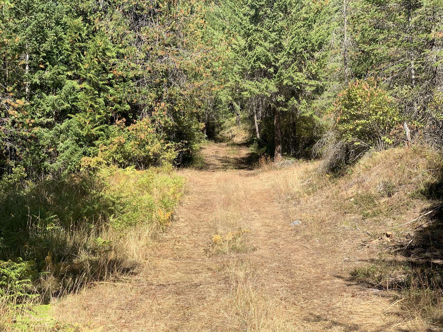 9.8 Acres of Land for Sale in Careywood, Idaho