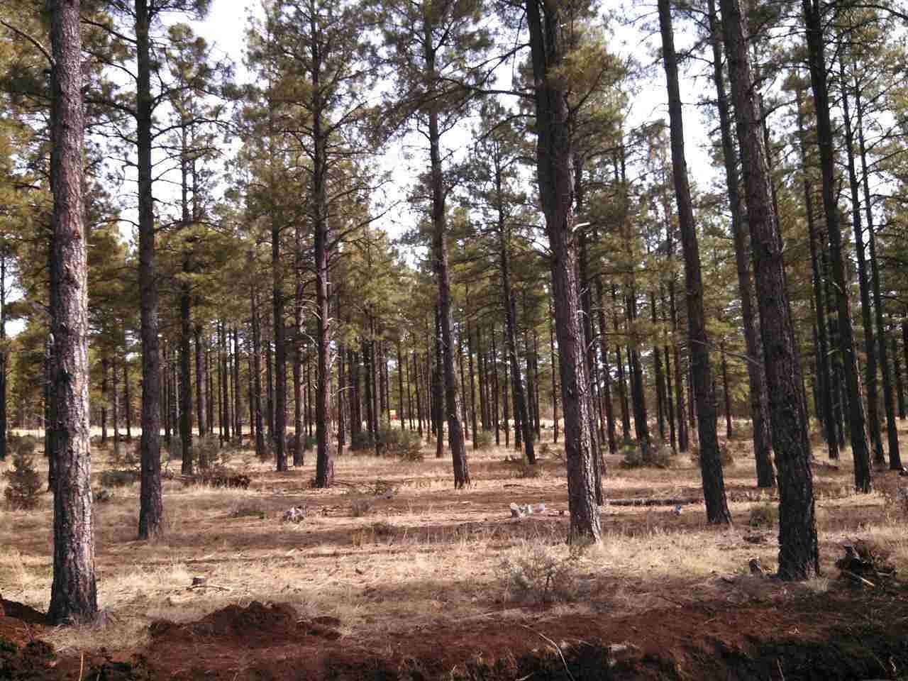 5.4 Acres of Residential Land for Sale in Lakeside, Arizona