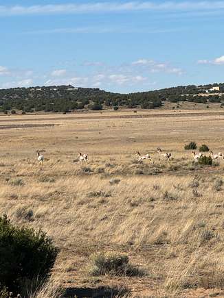 55 Acres of Recreational Land for Sale in Concho, Arizona