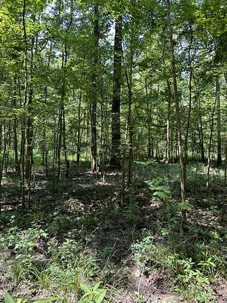 191 Acres of Recreational Land for Sale in Furman, Alabama