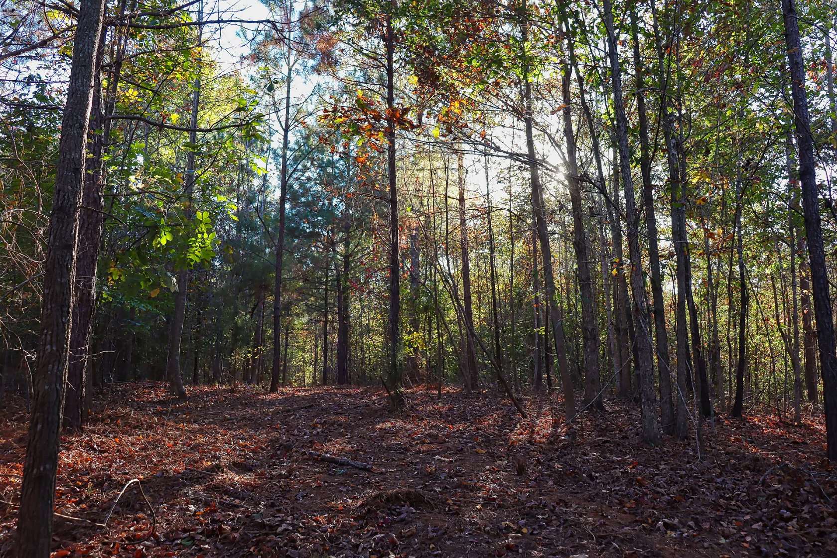 65 Acres of Recreational Land for Sale in Alexander City, Alabama