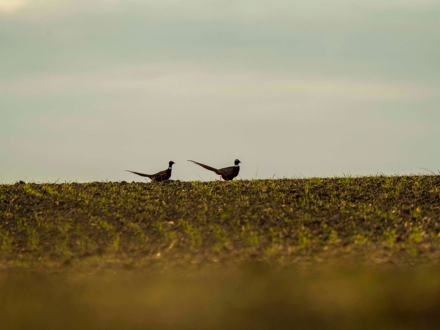 2,750 Acres of Recreational Land & Farm for Sale in Fort Peck, Montana