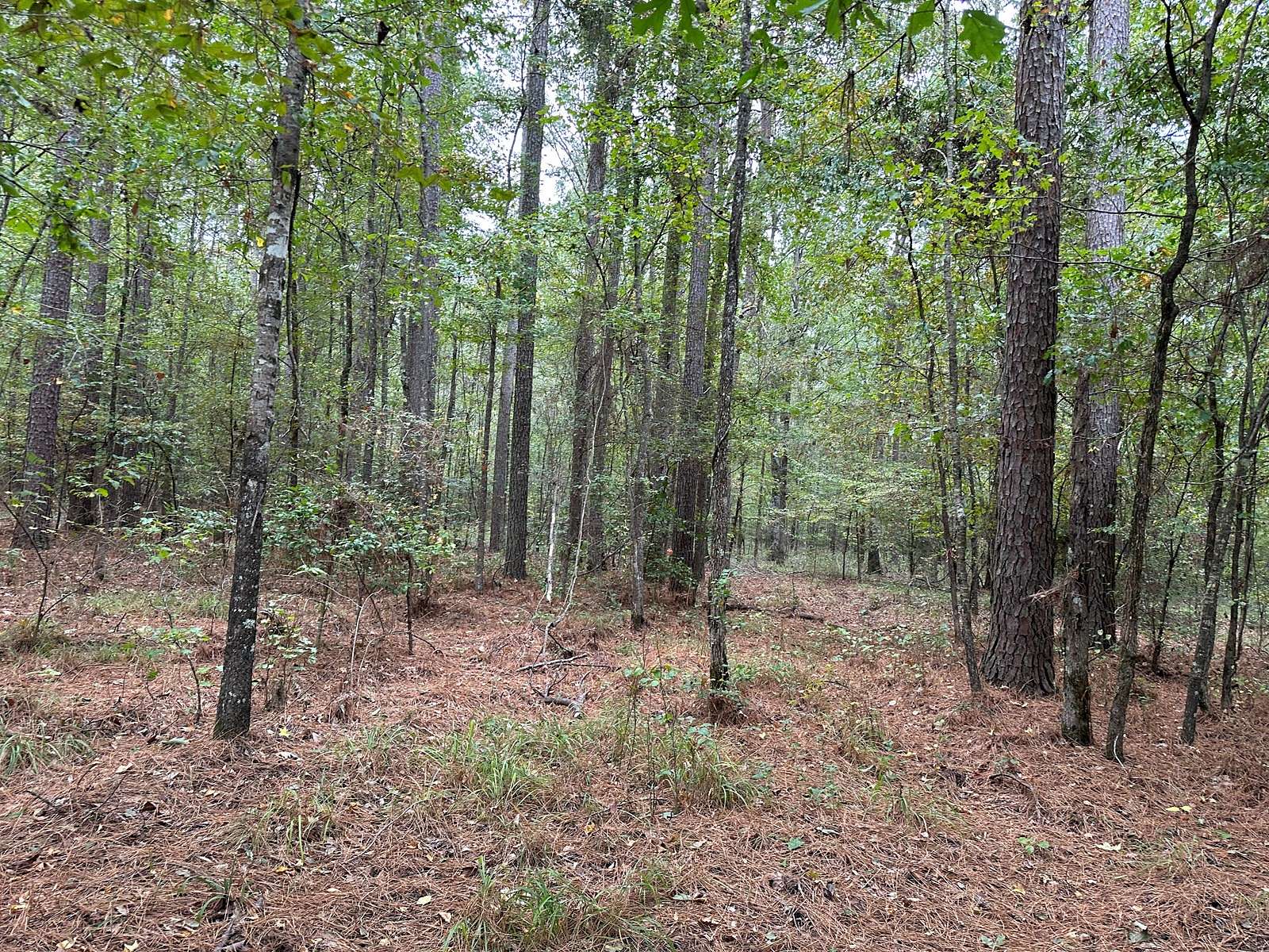 80 Acres of Land for Sale in Warren, Arkansas