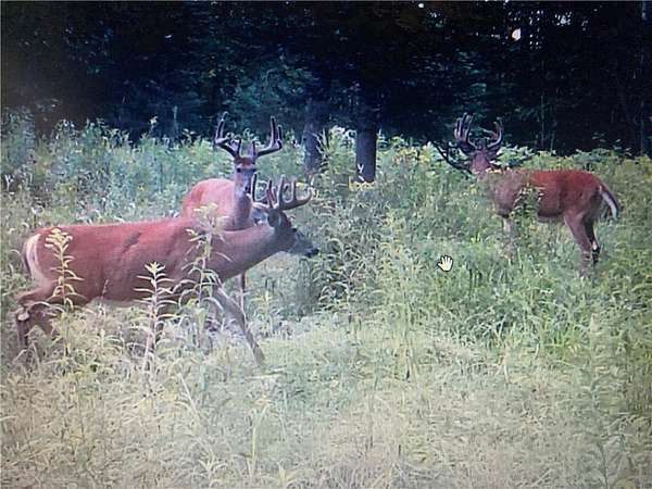 122 Acres of Recreational Land for Sale in Ladysmith, Wisconsin