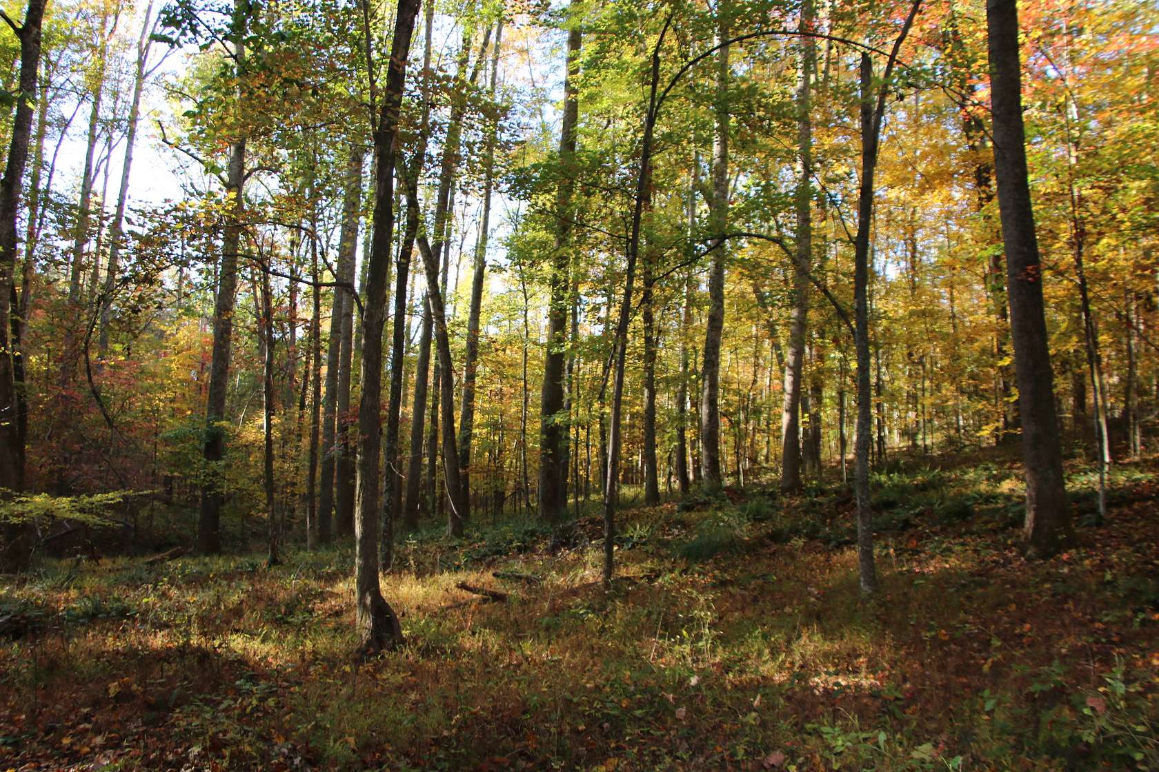 30.5 Acres of Recreational Land for Sale in Castleton, Virginia