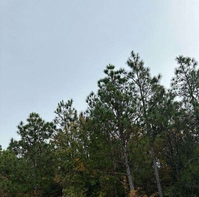 8.69 Acres of Land for Sale in Trenton, South Carolina