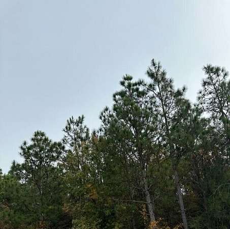 8.69 Acres of Land for Sale in Trenton, South Carolina