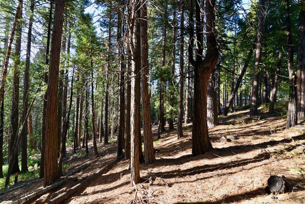 0.68 Acres of Residential Land for Sale in Camp Connell, California