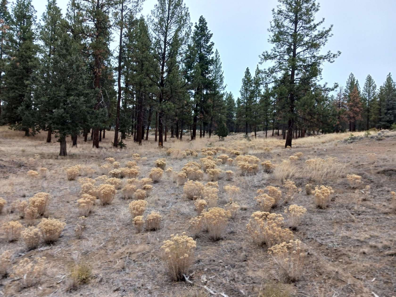 2.33 Acres of Residential Land for Sale in Chiloquin, Oregon