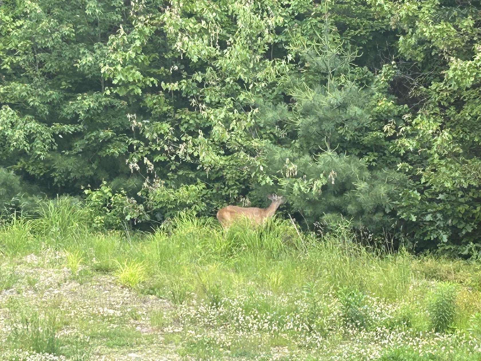 14.75 Acres of Land for Sale in Poland, Maine